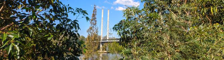 A glimpse of the Eleanor Schonell Bridge, looking through Trees from the riverbank at UQ