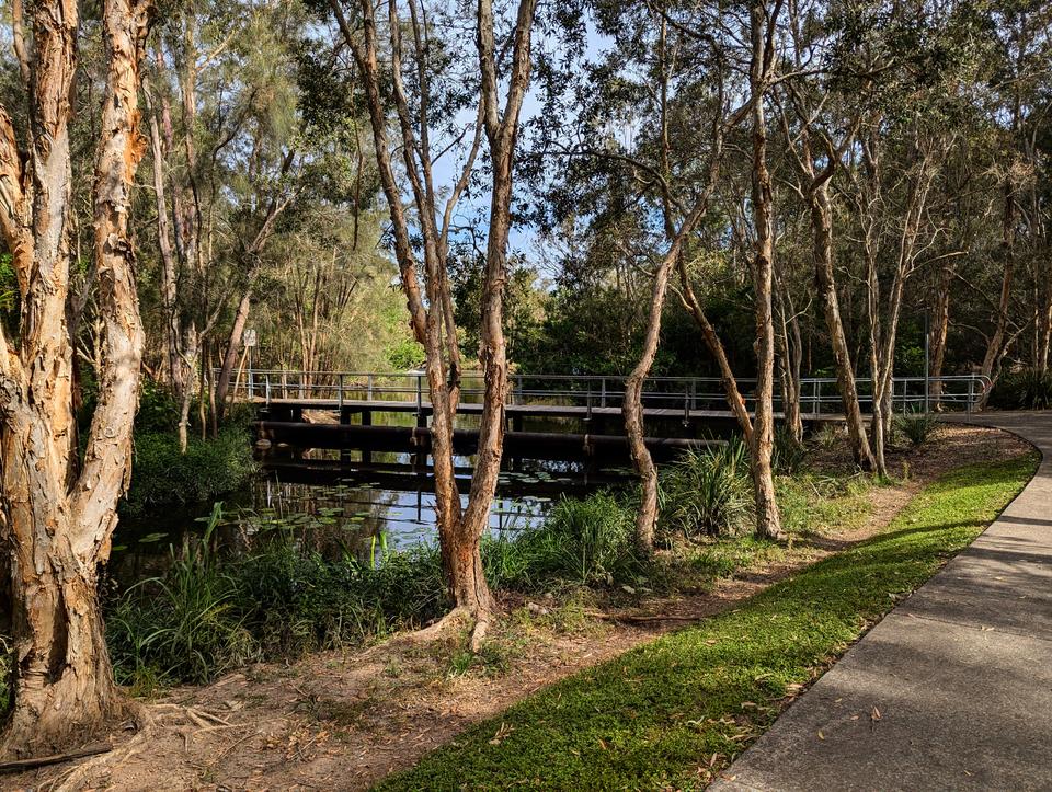 Paperbark trees line a lagoon full of lillypads. A path curves around and a bridge crosses the water