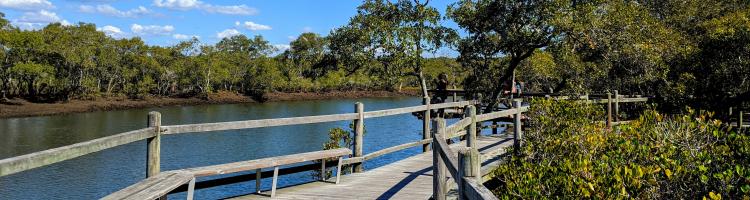 A boardwalk next to a creek, snaking through the mangroves.