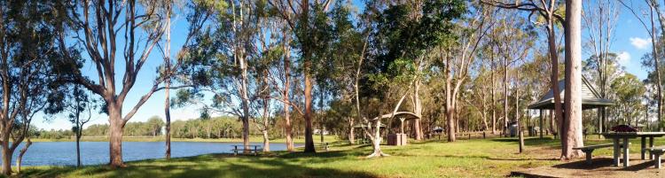 By the edge of Lake Samsonvale there are lots of eucalyptus trees and picnic tables.